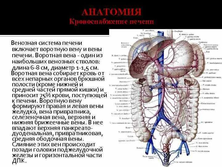 Система воротной вены и нижняя полая Вена. Воротная система печени анатомия. Кровоснабжение печени воротная Вена.