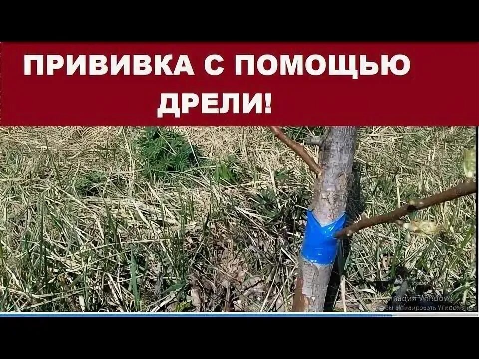 Когда начинать прививку деревьев весной. Прививка яблони весной дрелью. прививка с помощью дрели. прививка на ствол дерева с помощью дрели. прививка деревьев дрелью.