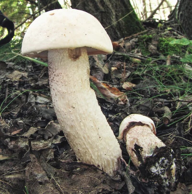 Файл:Weißer Birkenpilz - Koźlarz biały - Leccinum percandidum - 03.jpg - Википед