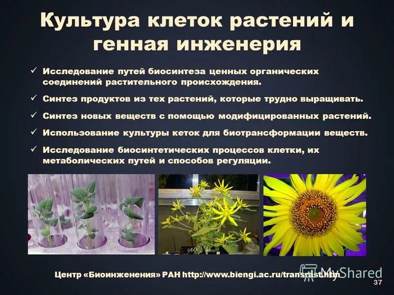 Методы клеточной инженерии. Отличие генной инженерии от клеточной инженерии. Клеточная инженерия таблица. Клеточная и генная инженерия в селекции. Методы клеточной и генной инженерии.