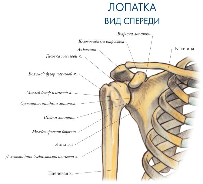 Лопатка кость человека на скелете. Кость лопатка человека строение. Строение лопатки на скелете. Строение лопатки вид спереди. Кости лопатки анатомия.