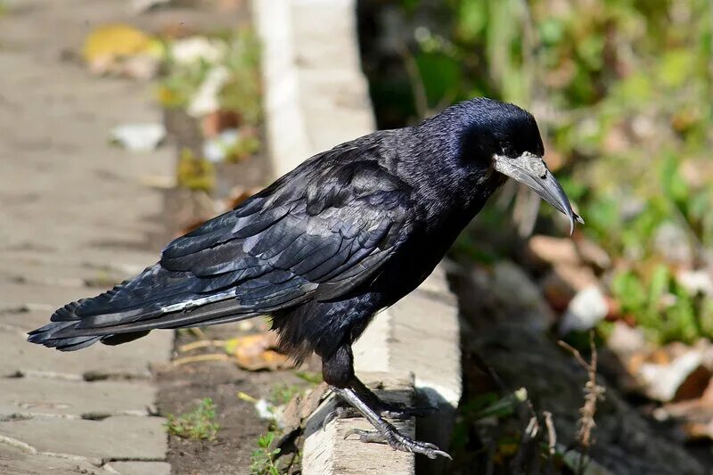 ворон грач галка. грач размеры птицы. ворон грач галка. птица галка и грач. грач (птица).