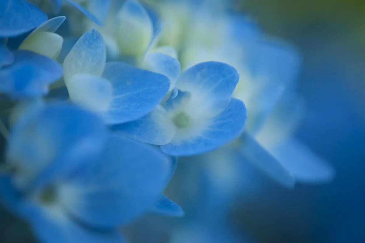 Осень делала дали нежно голубыми огэ. Голубые цветы. Синие цветочки. Голубой фон с цветами. Нежно голубые цветы.