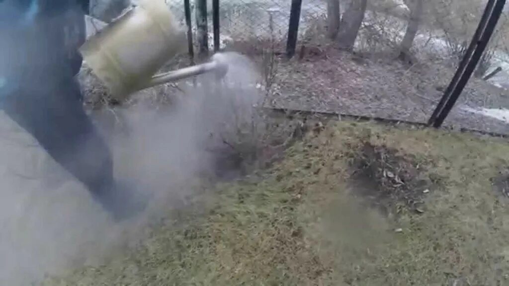 Обливание смородины кипятком весной. Полив смородины кипятком. Полив почвы кипятком. Полив кустарников. Обработка смородины кипятком ранней весной.