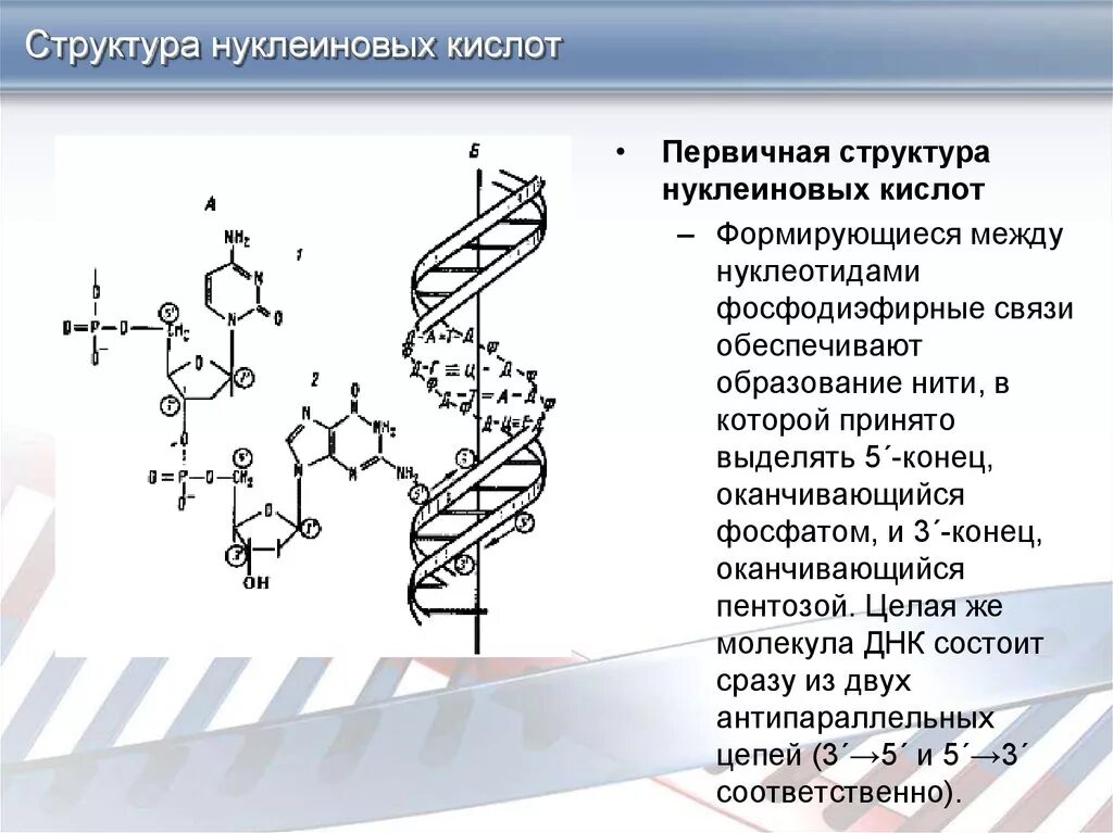 Днк в соединении с белком. Структура нуклеиновых кислот первичная структура. Строение нуклеиновых кислот первичная структура. Первичная структура нуклеиновых кислот ДНК. Вторичная структура нуклеиновых кислот формула.