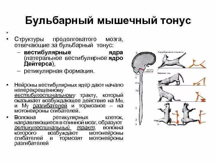 Центры каких рефлексов расположены в продолговатом мозге