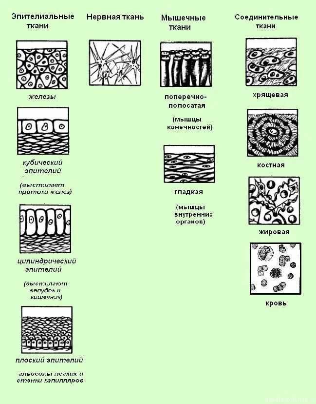 Схема строения животных тканей. Строение ткани человека схема. Функции эпителиальной ткани биология ЕГЭ. Схема эпителиальной ткани животного. Виды растительных тканей рисунки