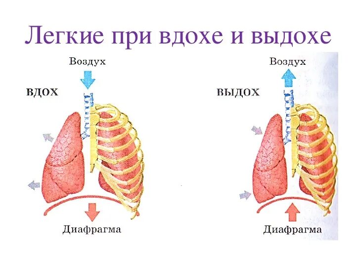 Изменения объема легких. Механизм вдоха и выдоха легкие. Легкие при вдохе и выдохе. Легкие при выдохе. Вдох выдох.