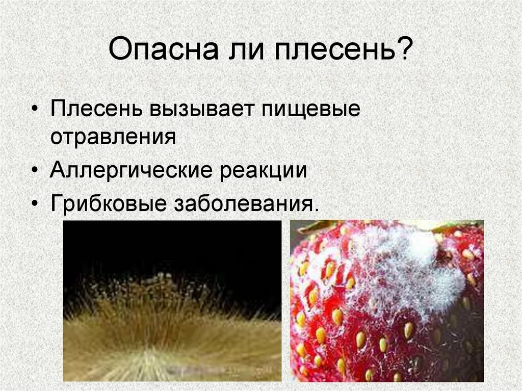 Плесневые грибы. Презентация на тему плесневые грибы. Презентация на тему плесень. Виды плесени.