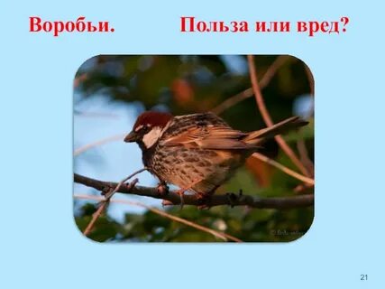 Записать воробей
