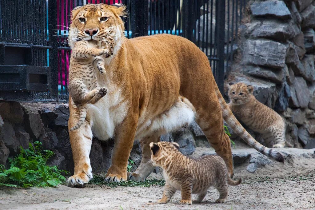 Liger uzbek tilida. Лигр Новосибирский зоопарк. Лилигр Киара. Зоопарк Новосибирск Лигры. ТИГОН тигролев.