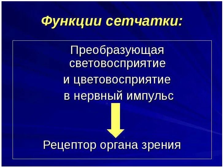 Сетчатка выполняет функцию. Функции сетчатки. функции сетчатки глаза. сетчатка строение и функции. сетчатая оболочка функции.