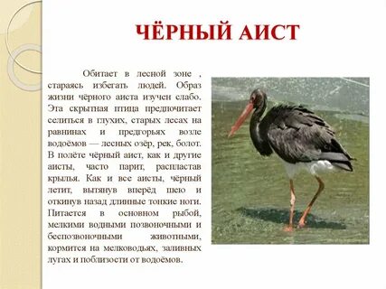 Черен информация