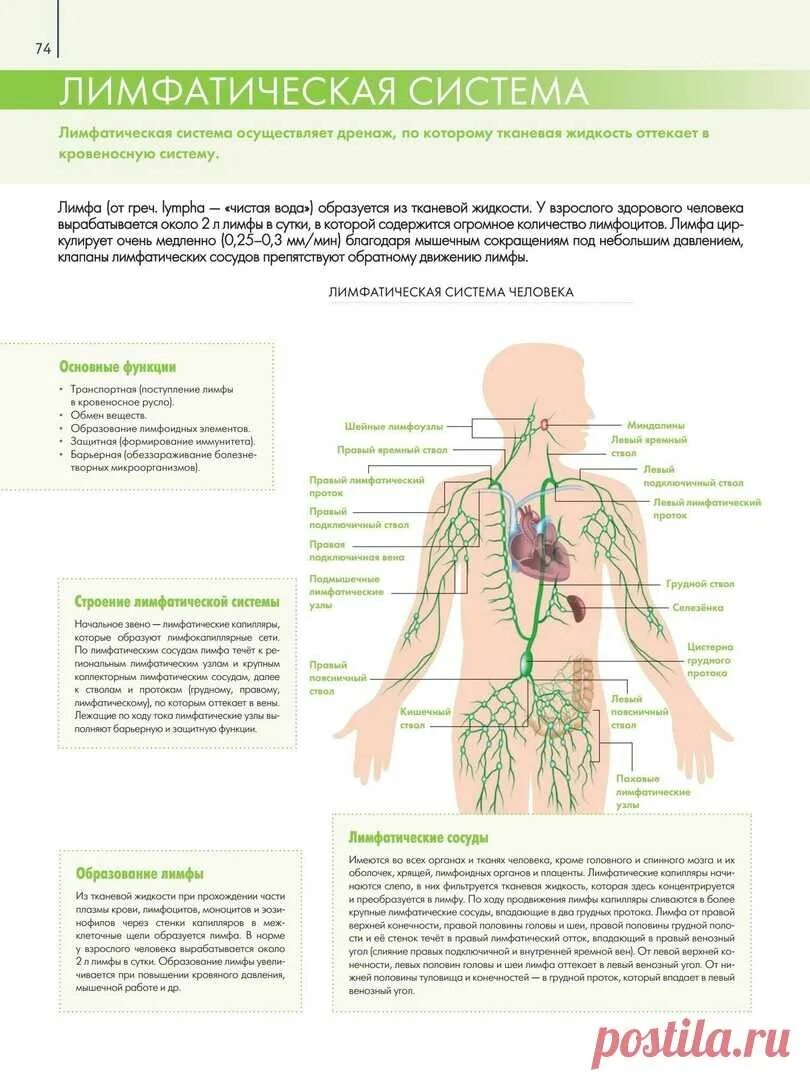 Строение лимфатической системы анатомия. Лимфатическая система человека схема движения лимфы. Лимфатическая система человека строение и функции таблица. Лимфатическая система схема ЕГЭ. Лимфатические узлы таблица