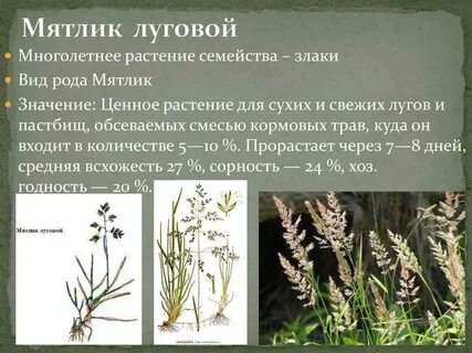 Систематическое положение мятлика
