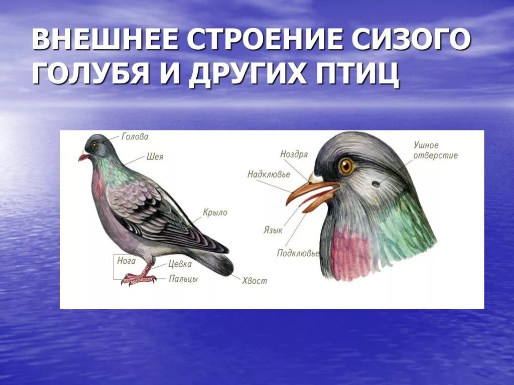 Конспект урока птицы 7 класс. Внешнее строение сизого голубя. Сизый голубь строение. Внешнее строение птицы голубь. Внешнеемстроение голубя.