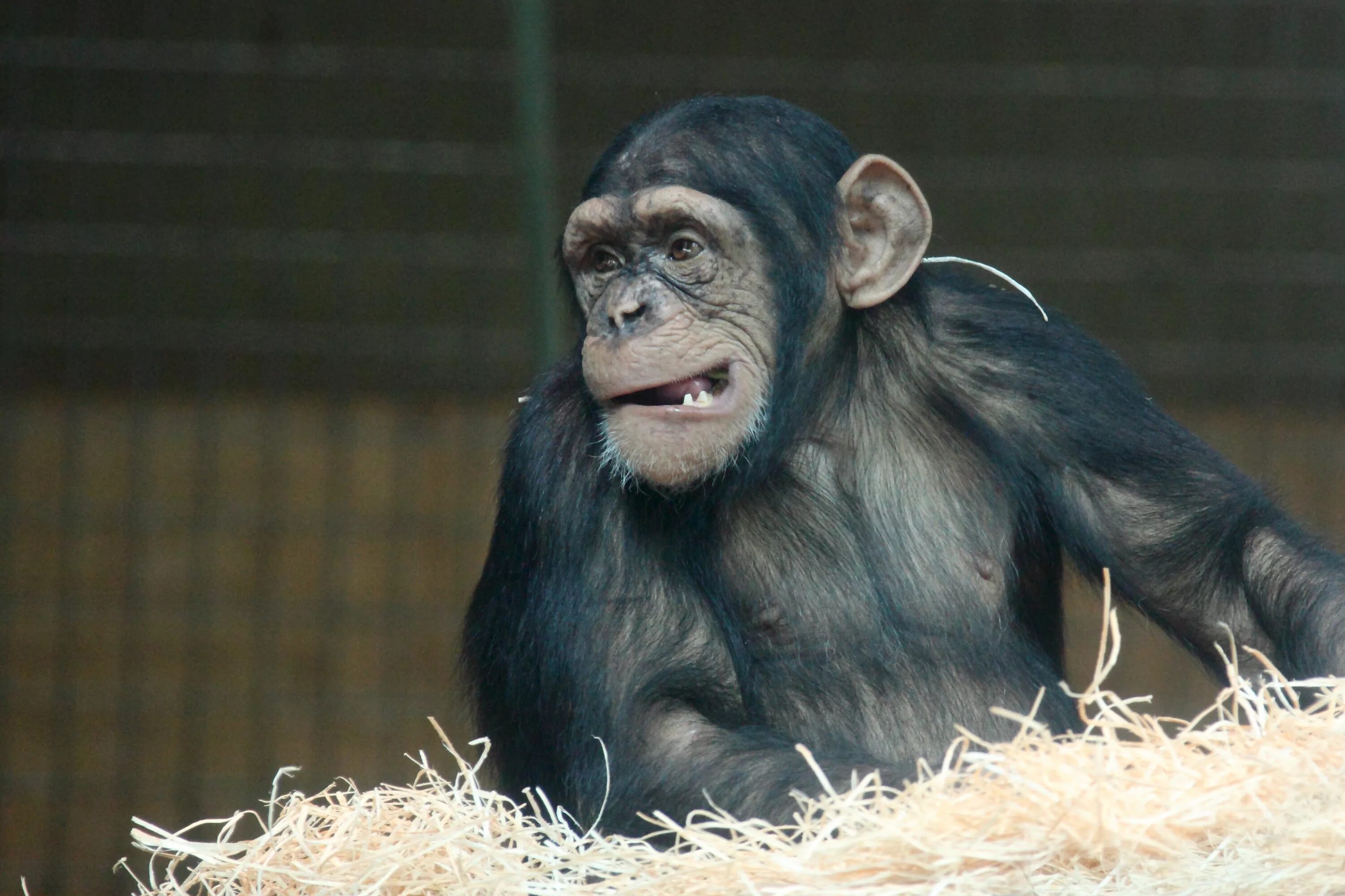 Забавный шимпанзе как правильно. Шимпанзе. Фото обезьяны. Обезьяна шимпанзе. Гримасы обезьян.