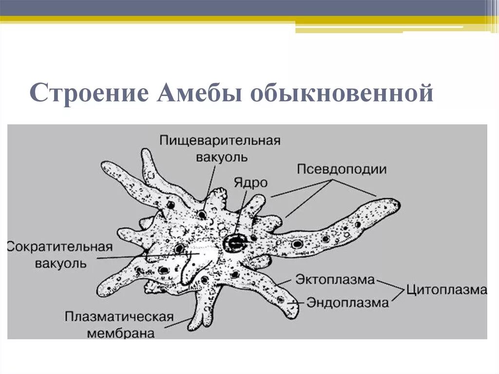 Пищеварительная вакуоль рисунок. Строение строение амёбы обыкновенной. Амёба обыкновенная схема. Функция эктоплазмы у амебы. Амеба обыкновенная строение и передвижение.