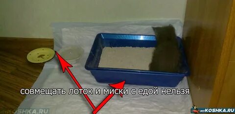 Почему котенок писать на кровать