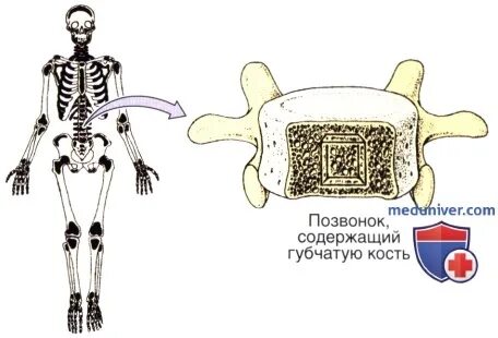 Красный костный мозг где в кости