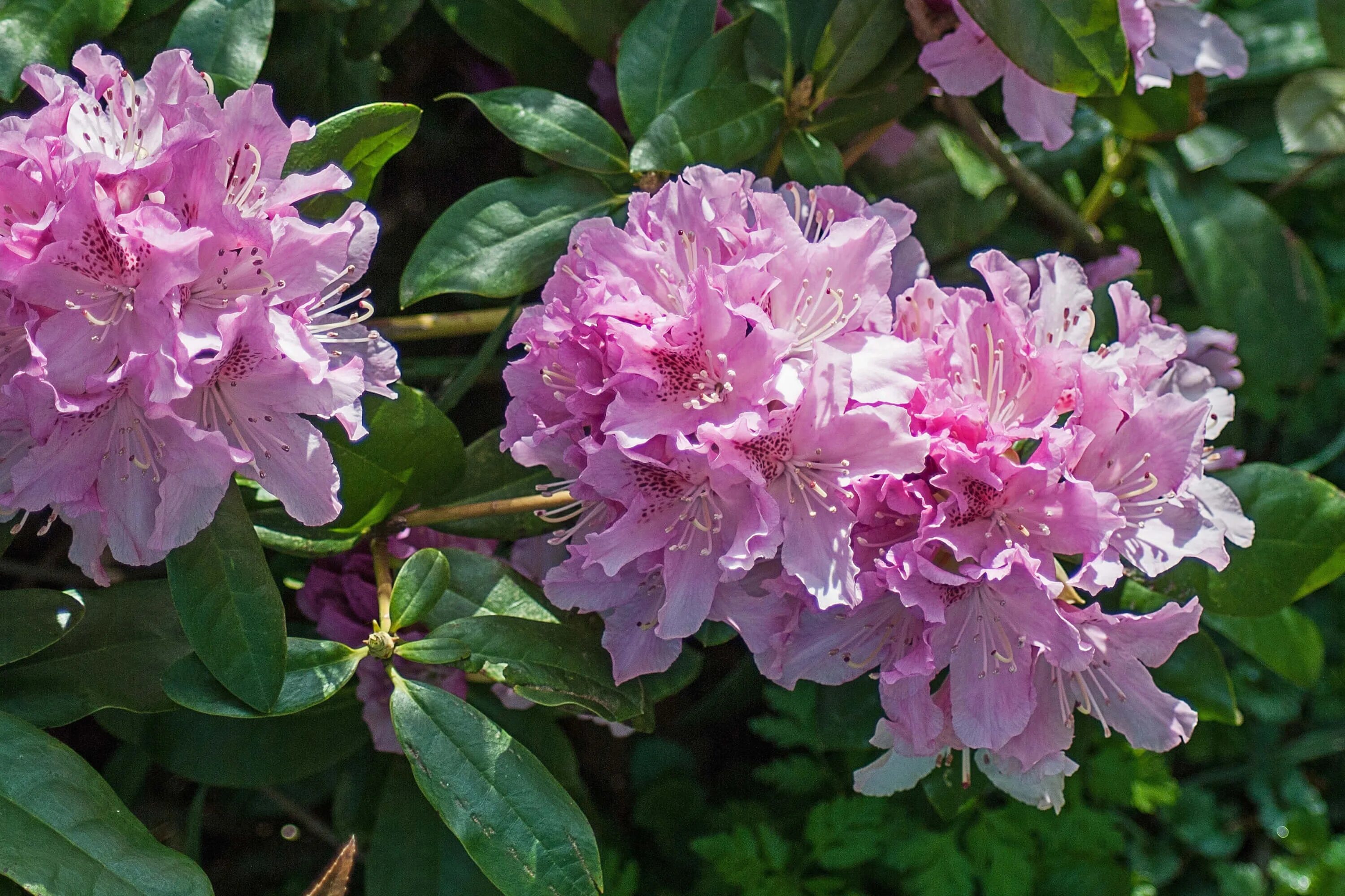 Рододендрон гибридный helsinki university. Рододендрон гибридный helsinki university. Рододендрон хельсинки юниверсити. Рододендрон хельсинки юниверсити. Рододендрон синтиллейшн.