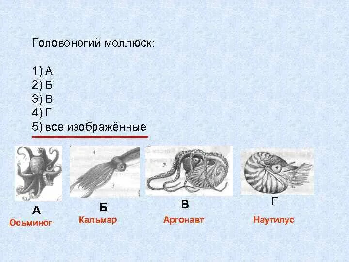 Развитие головоногих. Размножение головоногих. Класс головоногие моллюски размножение. Жизненный цикл головоногих моллюсков. Размножение и развитие головоногих моллюсков.