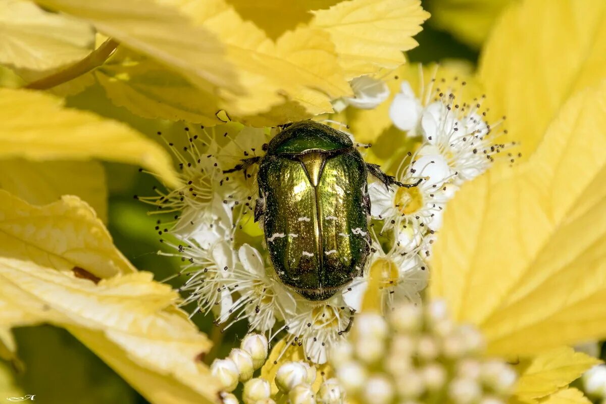 золотистая бронзовка бронзовки. ферула бронзовки. бронзовка бабочка. золотистая бронзовка. жук бронзовка.