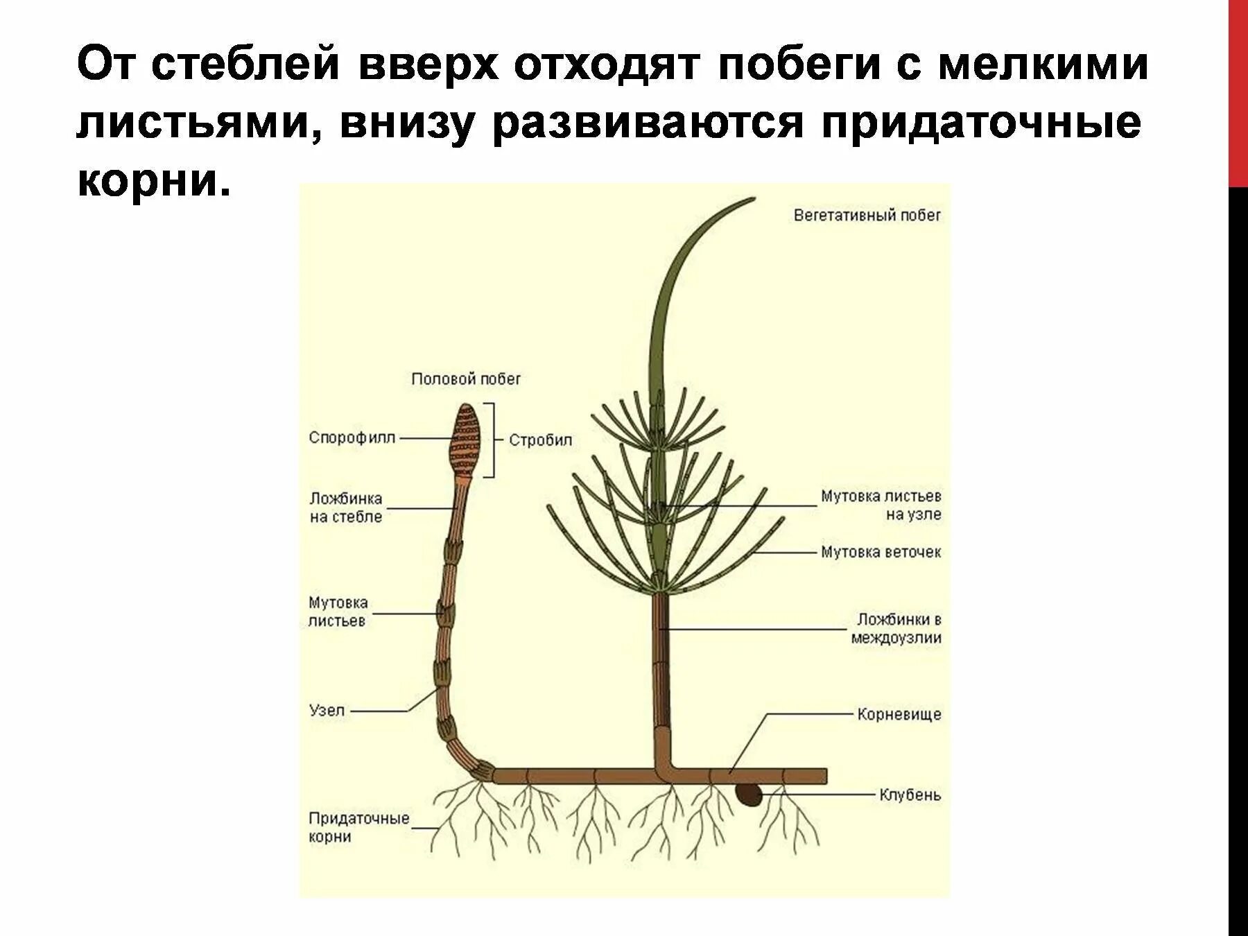Место стебля от которого отходит лист называется