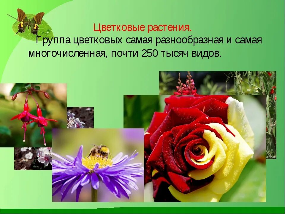 Неверное высказывание цветковые растения наиболее разнообразны. Проект на тему цветы. многообразие цветковых растений. цветковые растения презентация. растения для презентации.