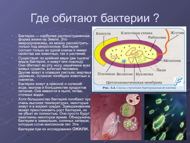 Доклад о бактериях. Доклад о микроорганизмах. Бактериальная форма жизни. Доклад по бактериям.