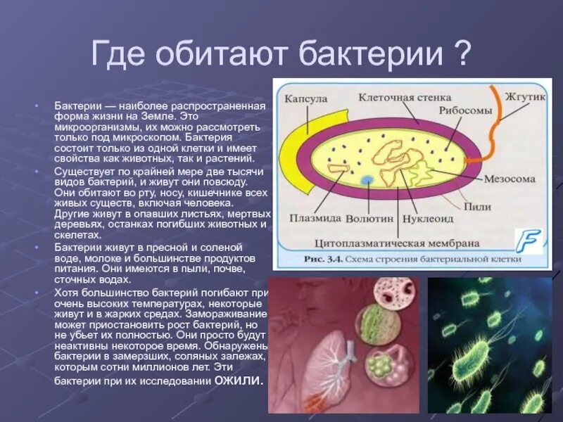 Большинство бактерий можно увидеть. Доклад о бактериях. Доклад о микроорганизмах. Бактериальная форма жизни. Доклад по бактериям.