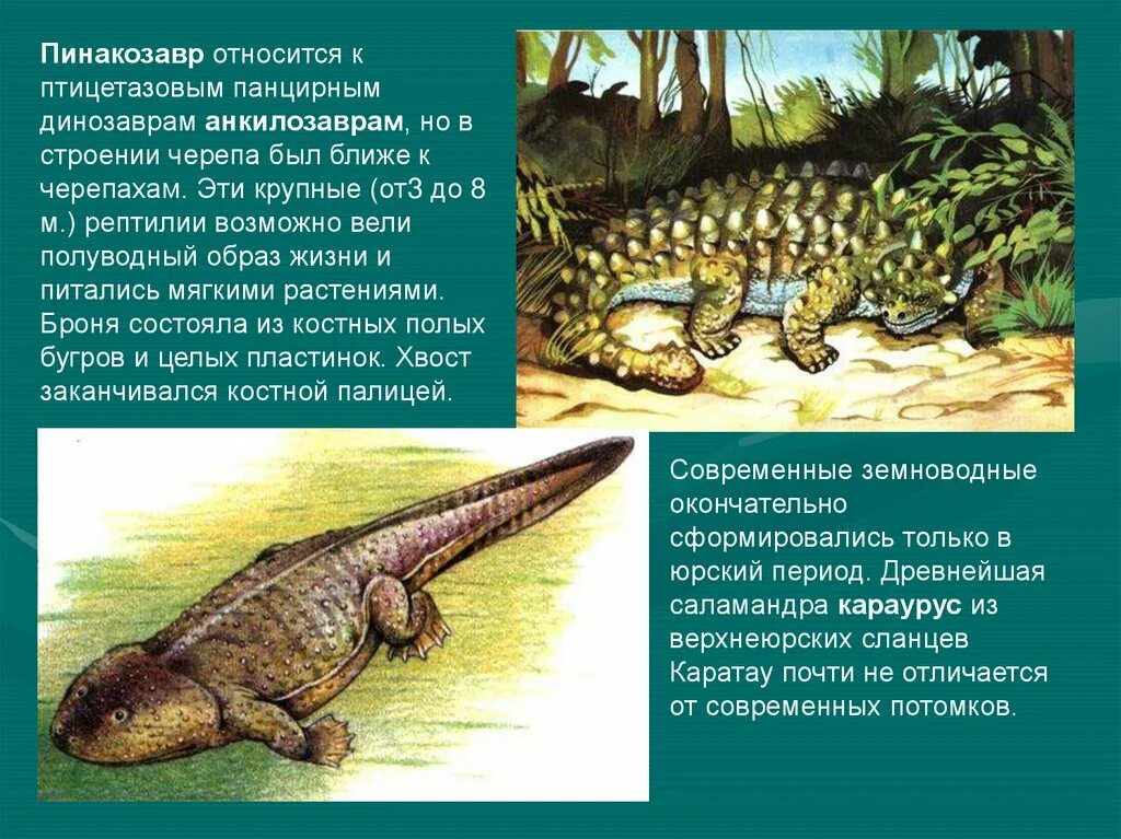 Анкилозавр. Пинакозавр. Пинакозавр и Анкилозавр отличия. Панцирные динозавры.