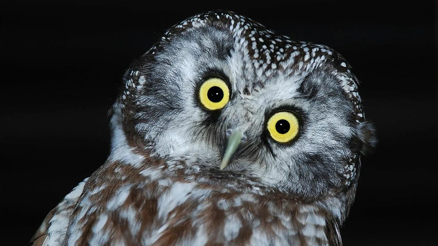удивленная сова. сова удивление. испуганная сова. сова удивление. удивленная сова.