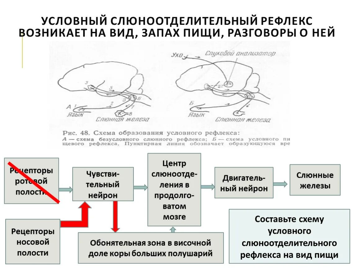 Условная дуга слюноотделительного рефлекса. Схема безусловного рефлекса слюноотделения. Рефлекторная дуга условного рефлекса выделение слюны. Рефлекторная дуга условного рефлекса слюноотделения на вид пищи. Схема рефлекторная дуга условного рефлекса (слюноотделения).