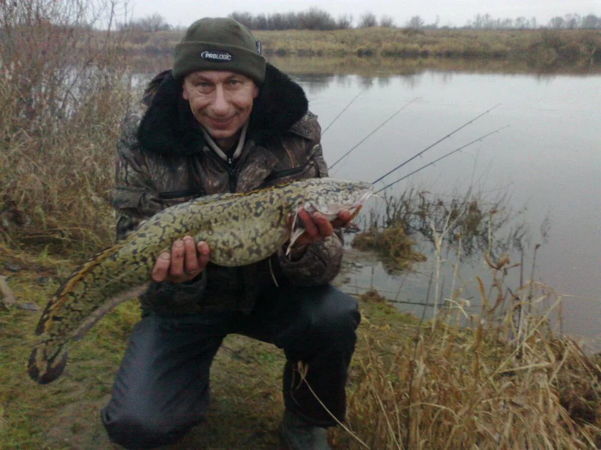 Клев налима. Ловля налима. рыбалка на налима. налимья рыбалка. налим весной.