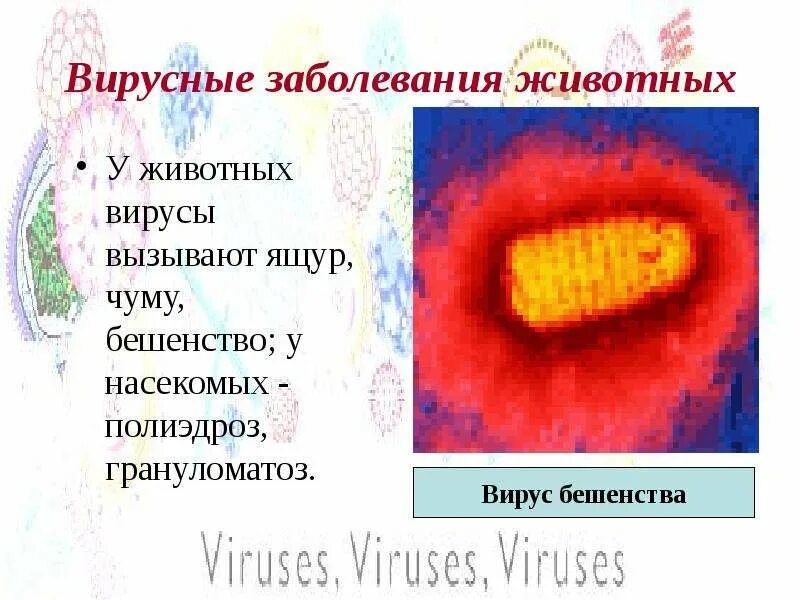 Перечислите заболевания вызываемые вирусами. Вирусы заболевания животных. вирусы вызывающие заболевания человека. заболевания вызываемые вирусами у животных.