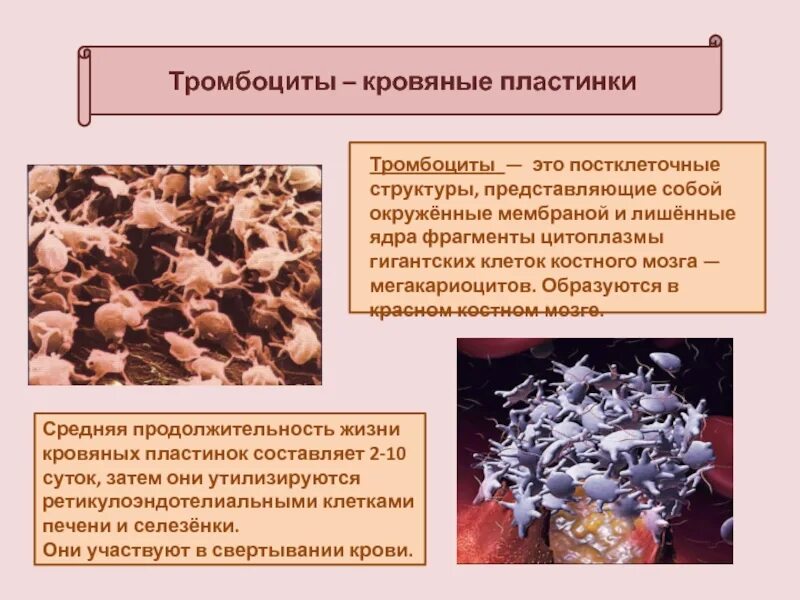 Фермент тромбоцитов. Продолжительность жизни тромбоцитов. Тромбоциты живут. Продолительностьтизни тромбоцитов. Где формируются тромбоциты.