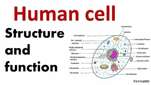 Human cell