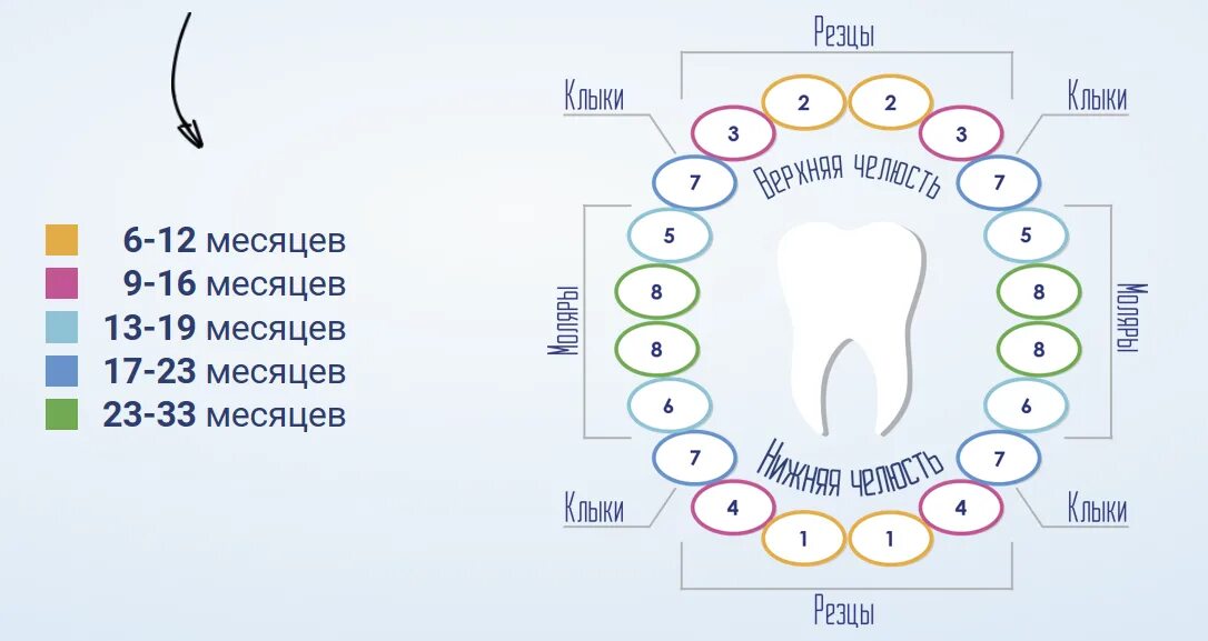 Температура на зубы как отличить. Схема прорезывания зубов у грудничков. Схема прорезывания зубов у грудничков по месяцам. Схема прорезания зубов у младенцев. Как режутся зубы у детей схема.