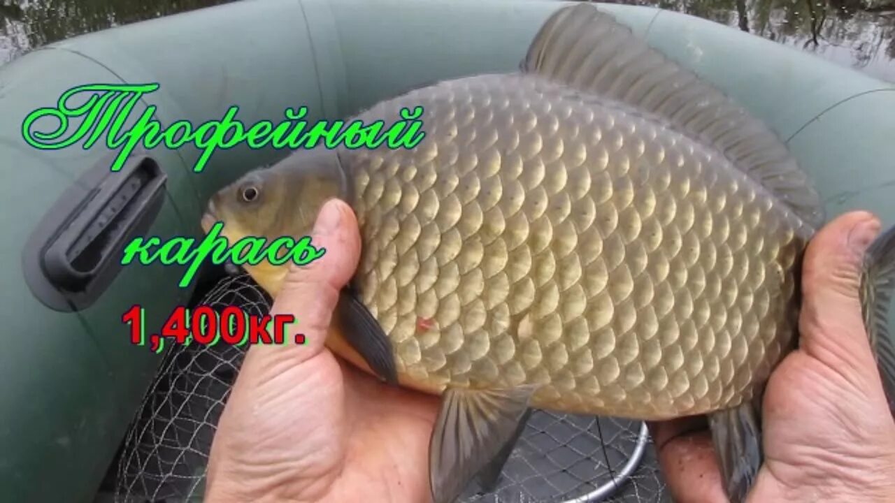 Карп на боковой. Сазан на удочку среди камышей. Ангелинский зеркальный карп. Карп на боковой. Сазан на горох.