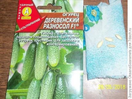 Огурец деревенский