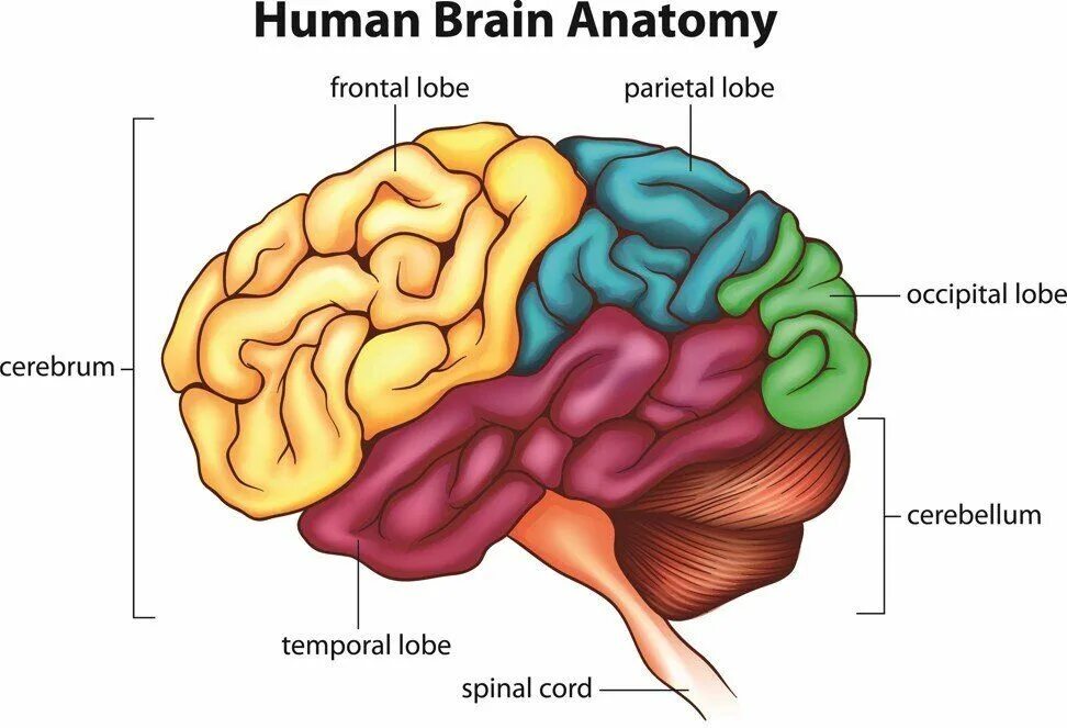 Brain and some. Головной мозг. Мозг анатомия. Головной мозг анатомия.