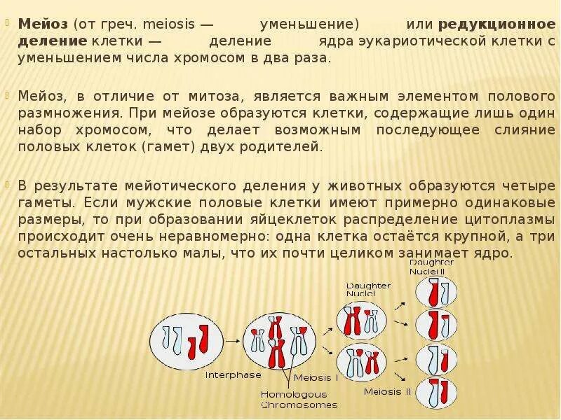 Редукционное деление. Уменьшение числа хромосом. Мейоз. Редукционное деление ядер. Мейоз 1 значение