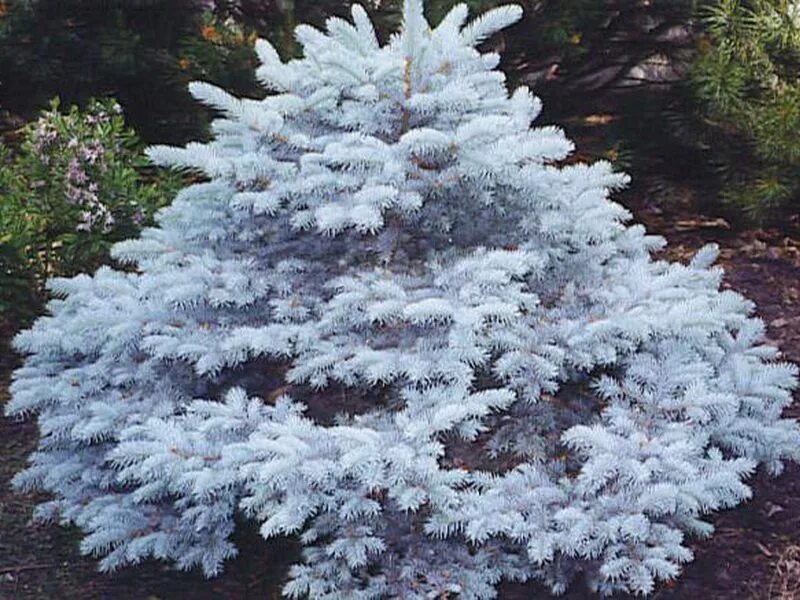 Ель голубая белая. Picea pungens bialobok. Ель колючая глаука мисти блю. Ель колючая глаука мисти блю. Ель колючая хупси.