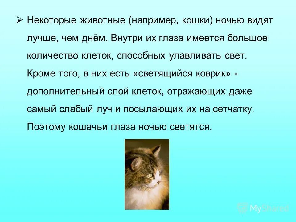 Даже некоторым животным. Овчарка и сова. Бездомные животные. Игры животных в природе. Дружба совы и собаки.