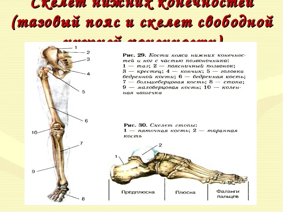 Скелет нижней конечности биология 8 класс. Строение скелета нижних конечностей. Скелет нижней конечности человека 8 класс биология. Кости нижних конечностей человека анатомия.