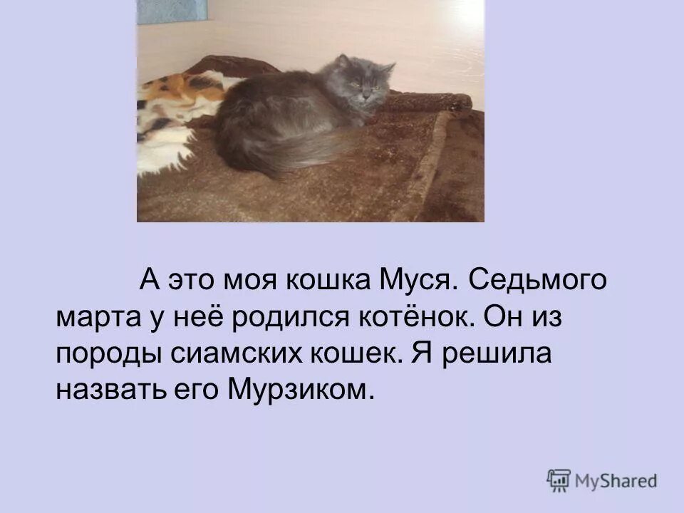 Сочинение мой кот 5 класс. Рассказ о коте. Сочинение про котенка. Сочинение на тему котенок. Небольшой рассказ про котенка.