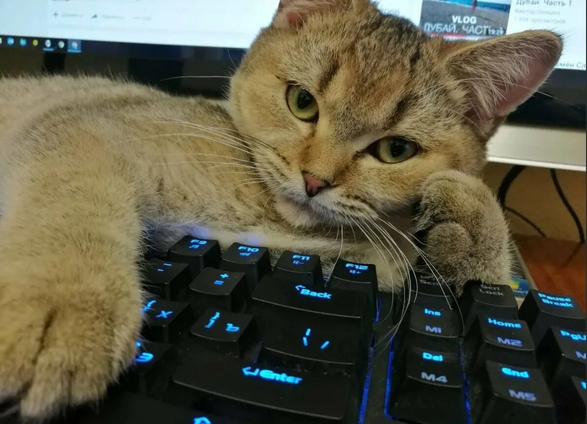 Кошка работает