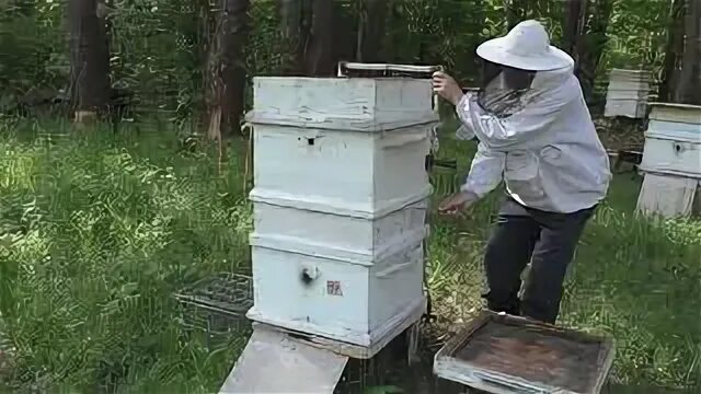 Владимирский улей