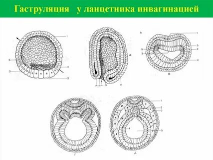 Нейрула какой зародыш